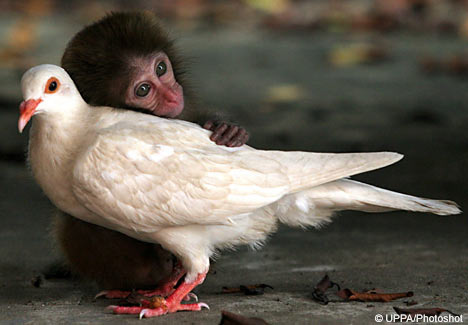Monkey and Bird